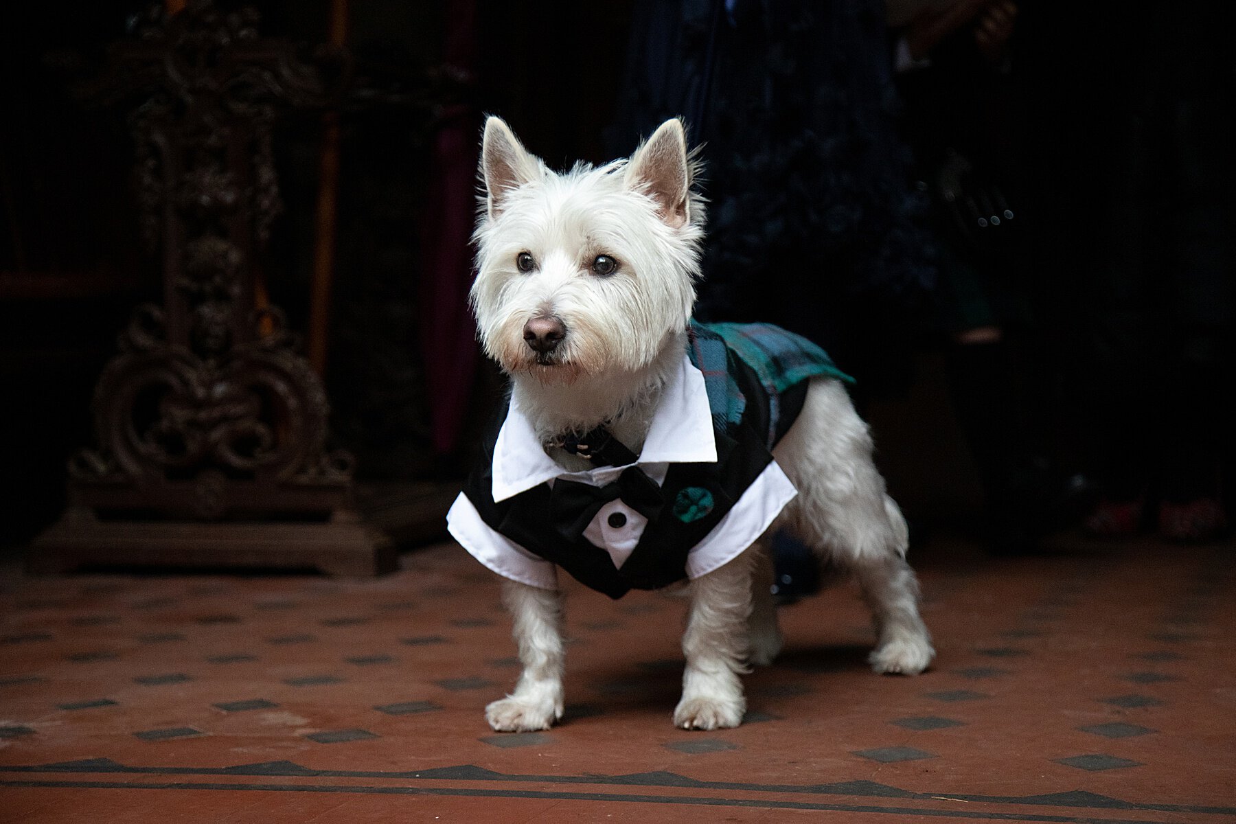 Dogs at Weddings