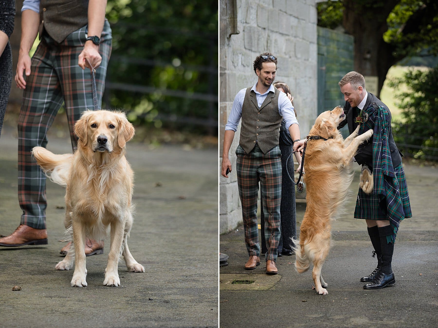 Dogs at Weddings Scotland