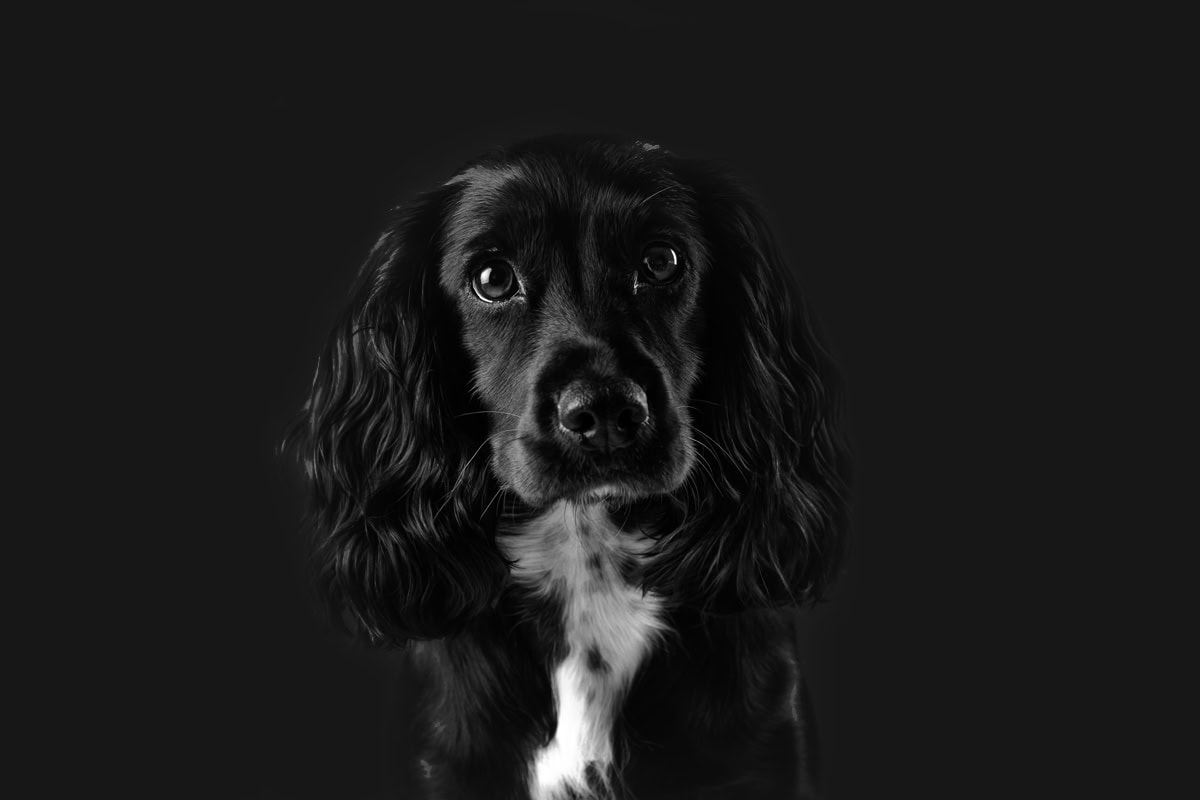 Black and white photo of a dog with long, wavy ears and a white patch on its chest, looking directly at the camera