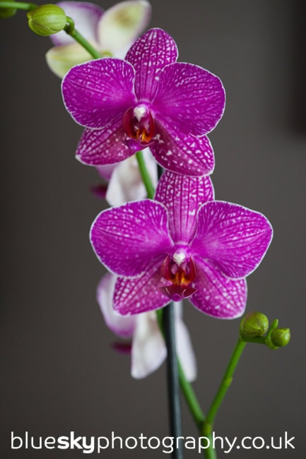 Planet Flowers