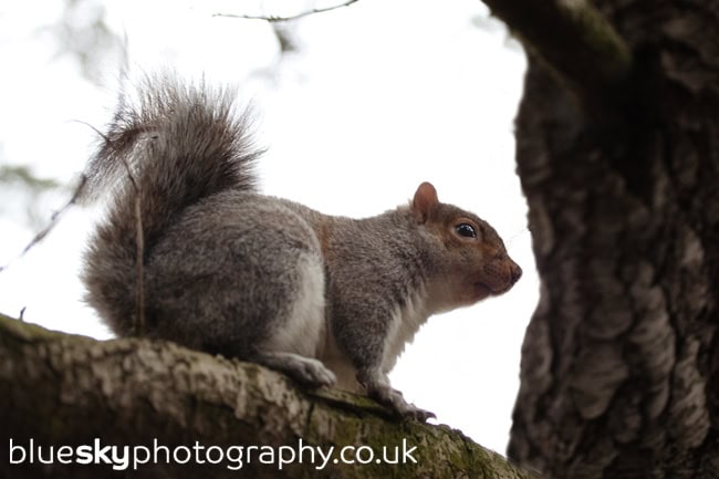 Squirrel in The Botanic Gardens, Edinburgh