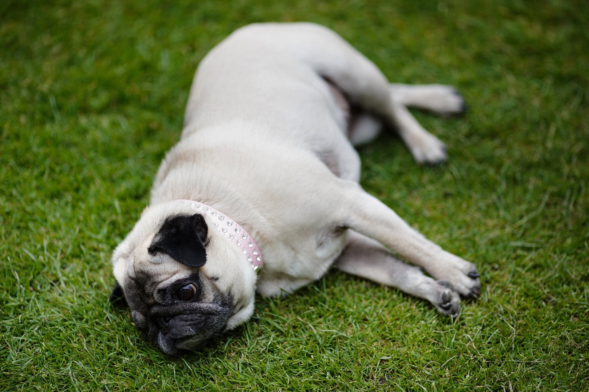 Dogs at Weddings Scotland
