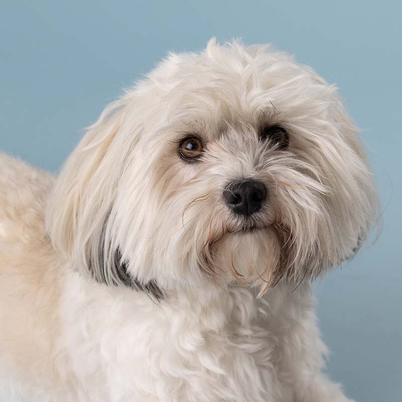 A small, fluffy white dog with light brown markings, long hair, and dark eyes sits against a plain light blue background.