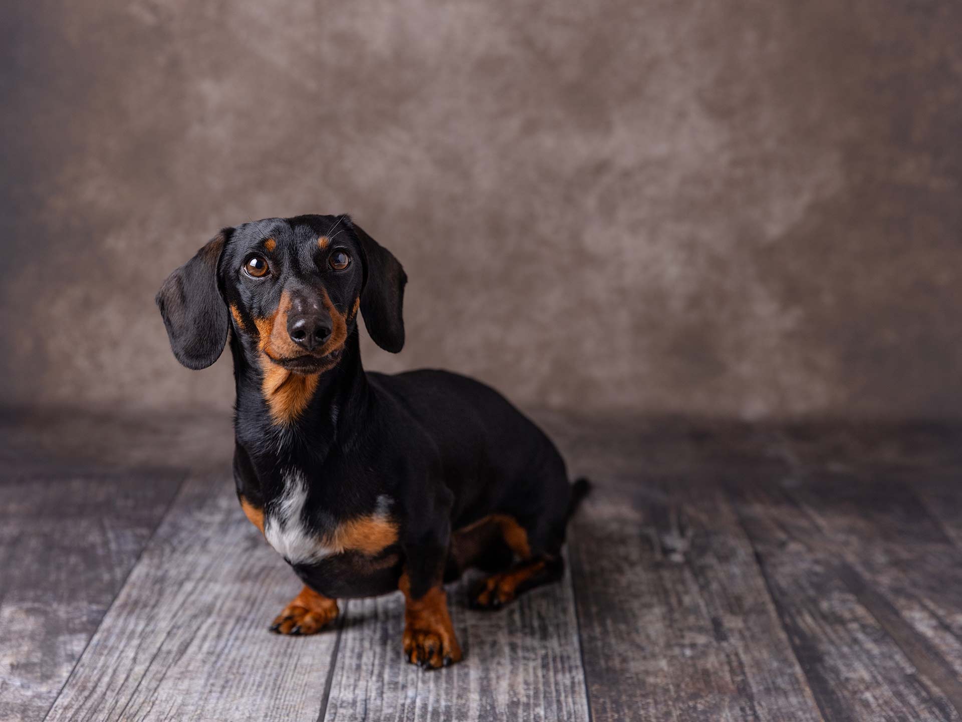 blue sky photo edinburgh dog photographer 003