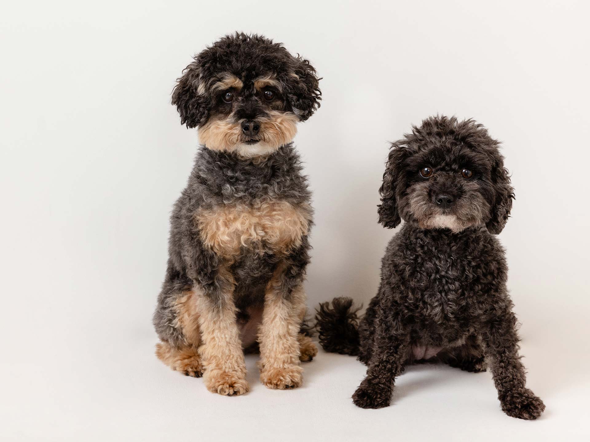 blue sky photo edinburgh dog photographer 005