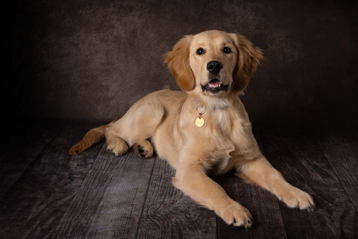 blue sky photo edinburgh dog photographer 020